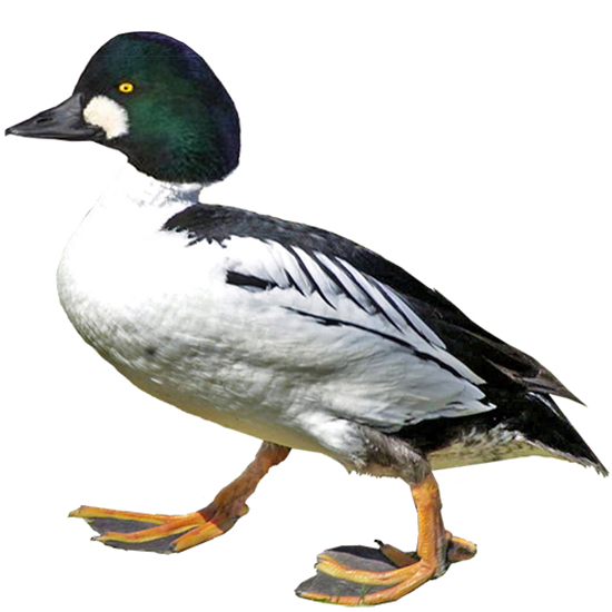 Common Goldeneye Duck